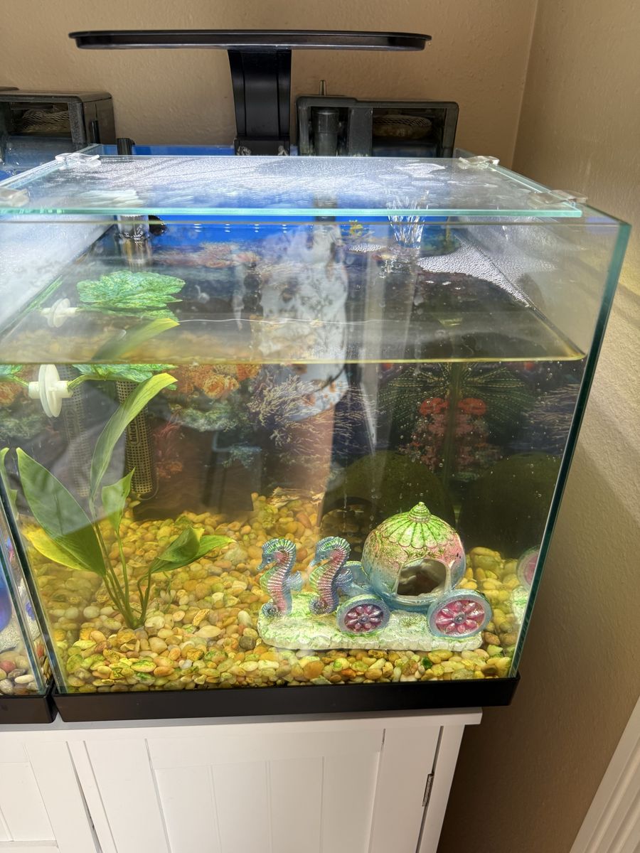 6 Gallon Glass Tank With Everything