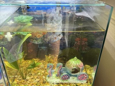 6 Gallon Glass Tank With Everything