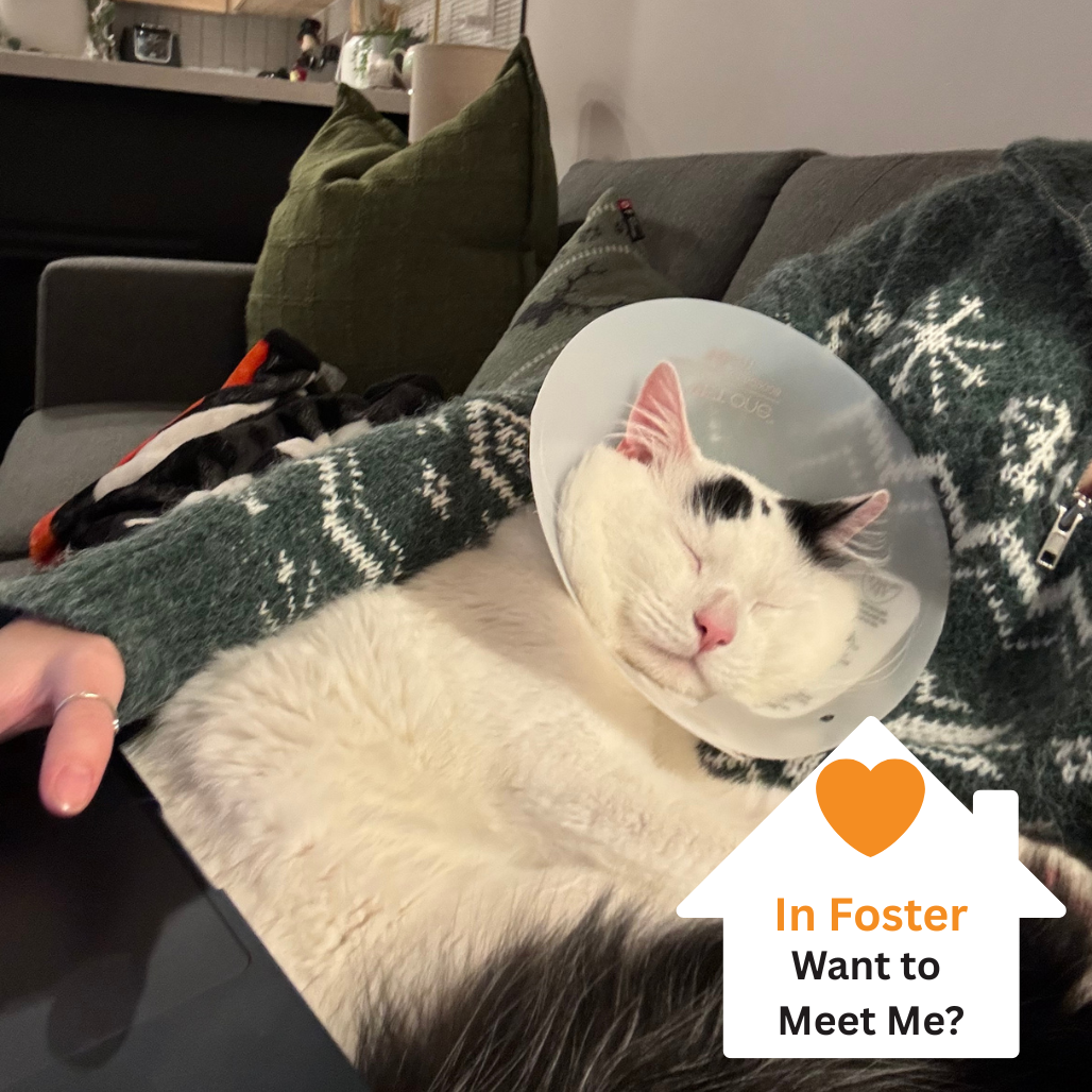 Hello my name is Stratus