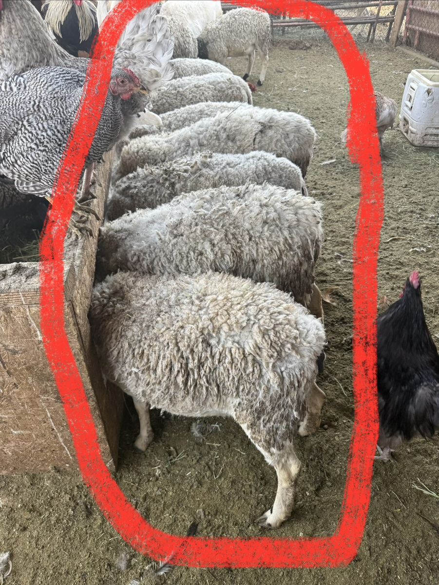 Pregnant Female Dorper Sheep