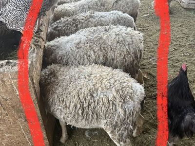 Pregnant Female Dorper Sheep