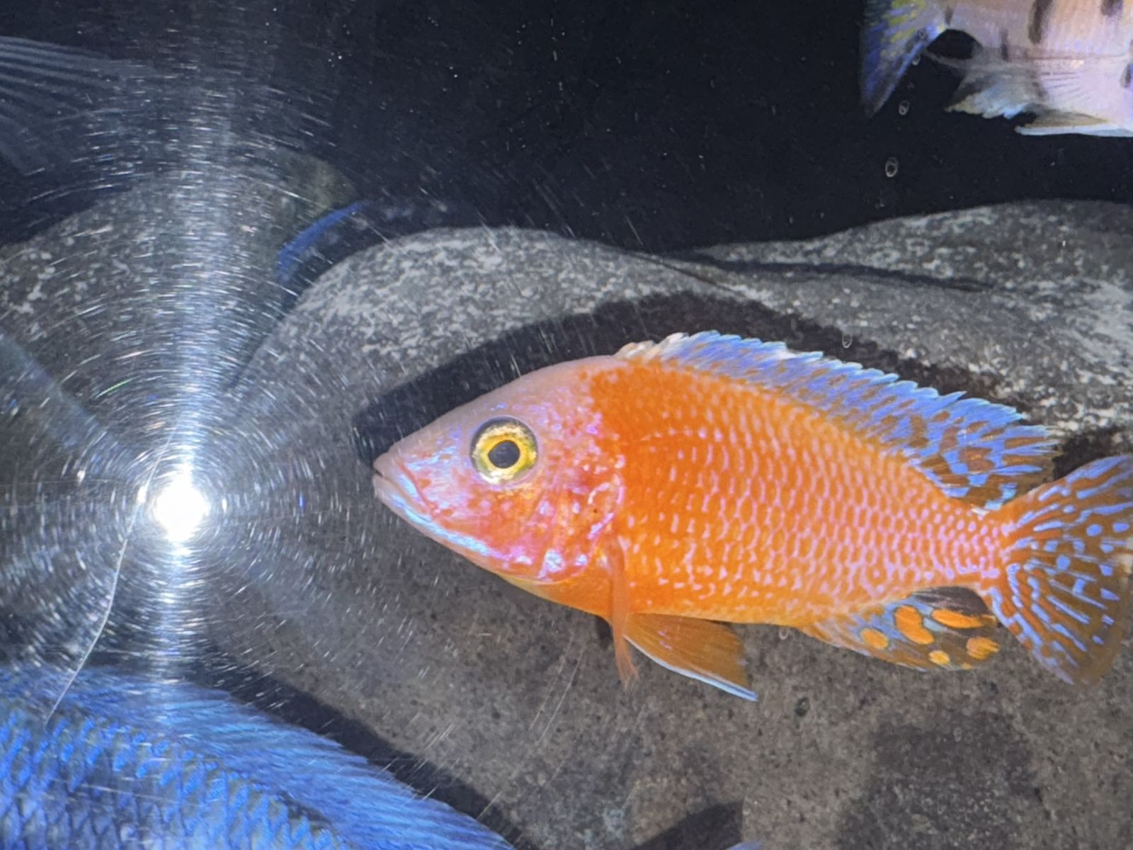 Strawberry Peacock Cichlid