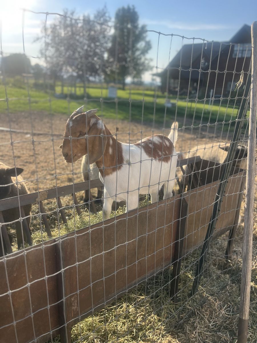 Boer Doeling for sale 