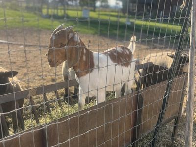 Boer Doeling for sale