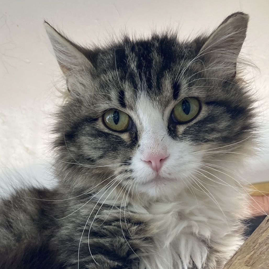 Hello my name is Bess