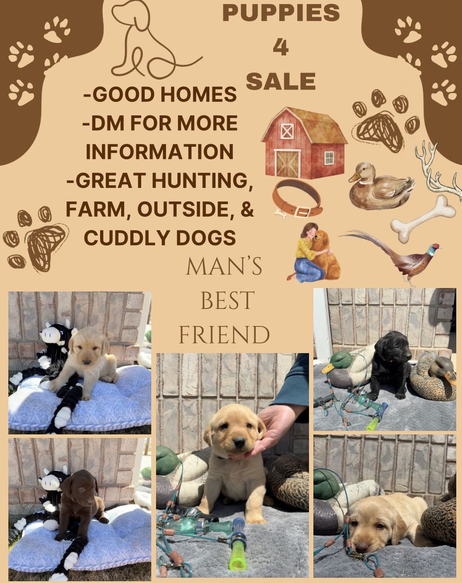 Labrador puppies