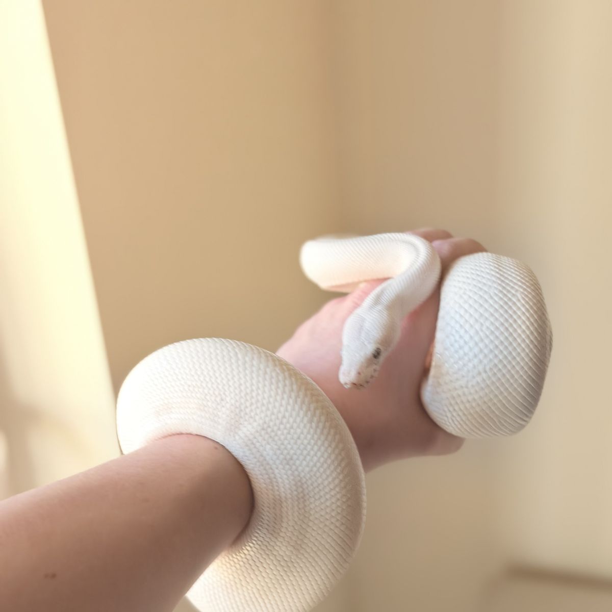 Bel Ball Python