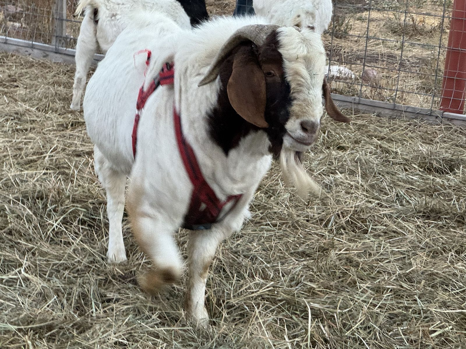 Registered goat herd for sale