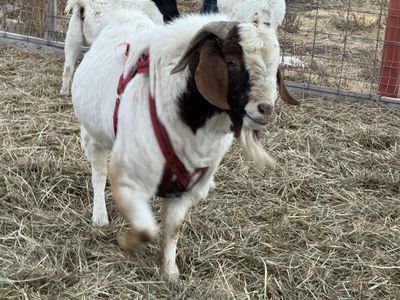 Registered goat herd for sale