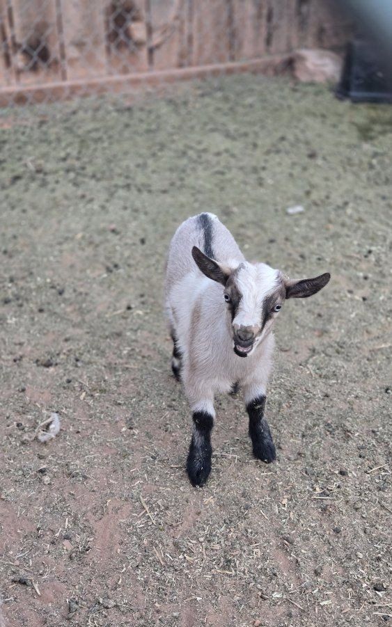 Nigerian dwarf goats