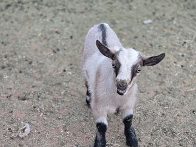 Nigerian dwarf goats