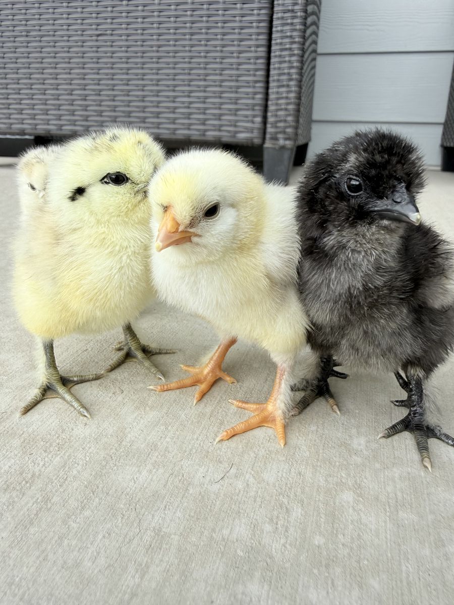 Cute Silkie Mix Chicks