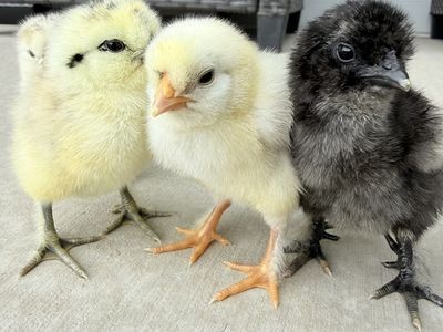Cute Silkie Mix Chicks