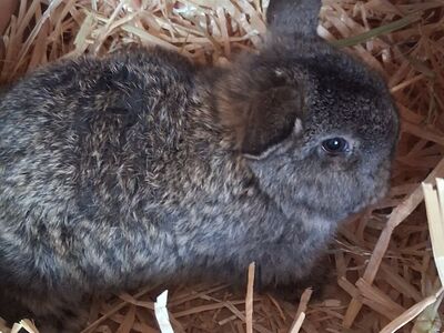 Holland Lop Bunnies
