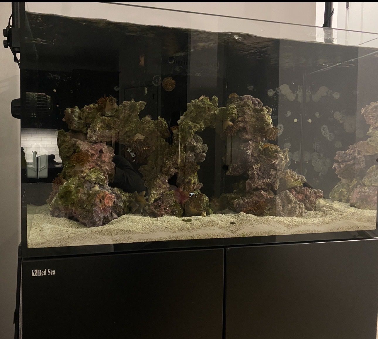 Caribbean Live Rock Saltwater Fish