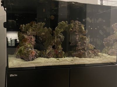 Caribbean Live Rock Saltwater Fish