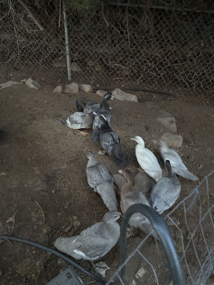 Muscovy ducklings