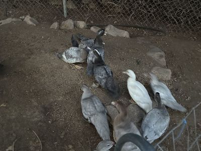 Muscovy ducklings