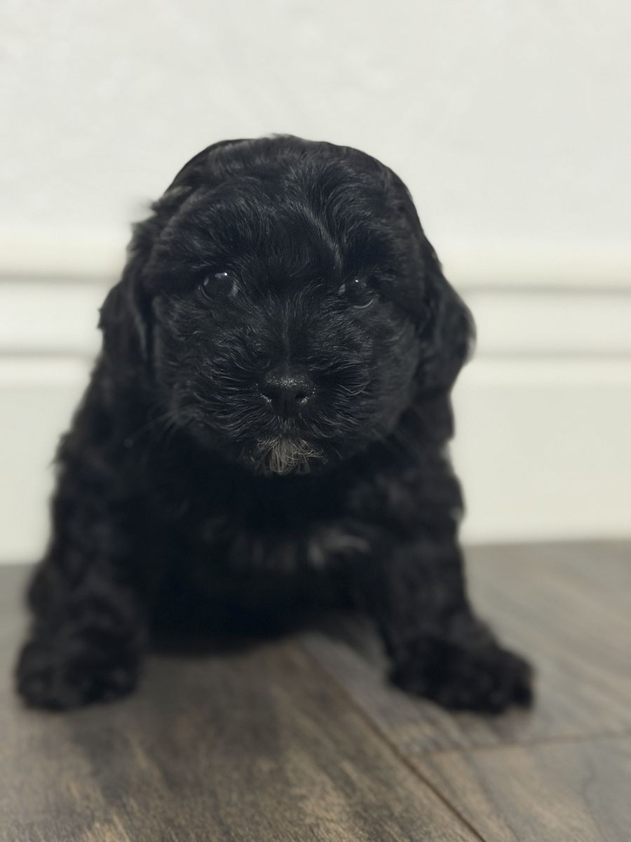 Yorkie/poodle