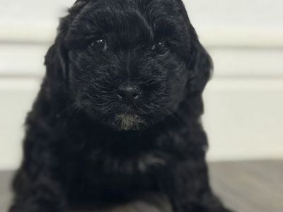 Yorkie/poodle