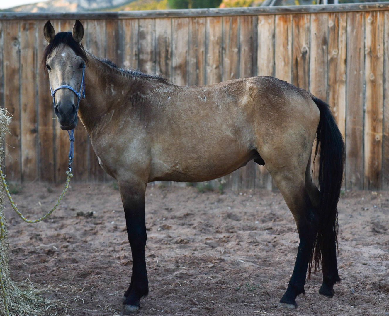 Buckskin pony stud colt