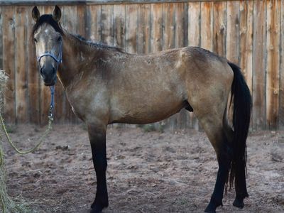 Buckskin pony stud colt