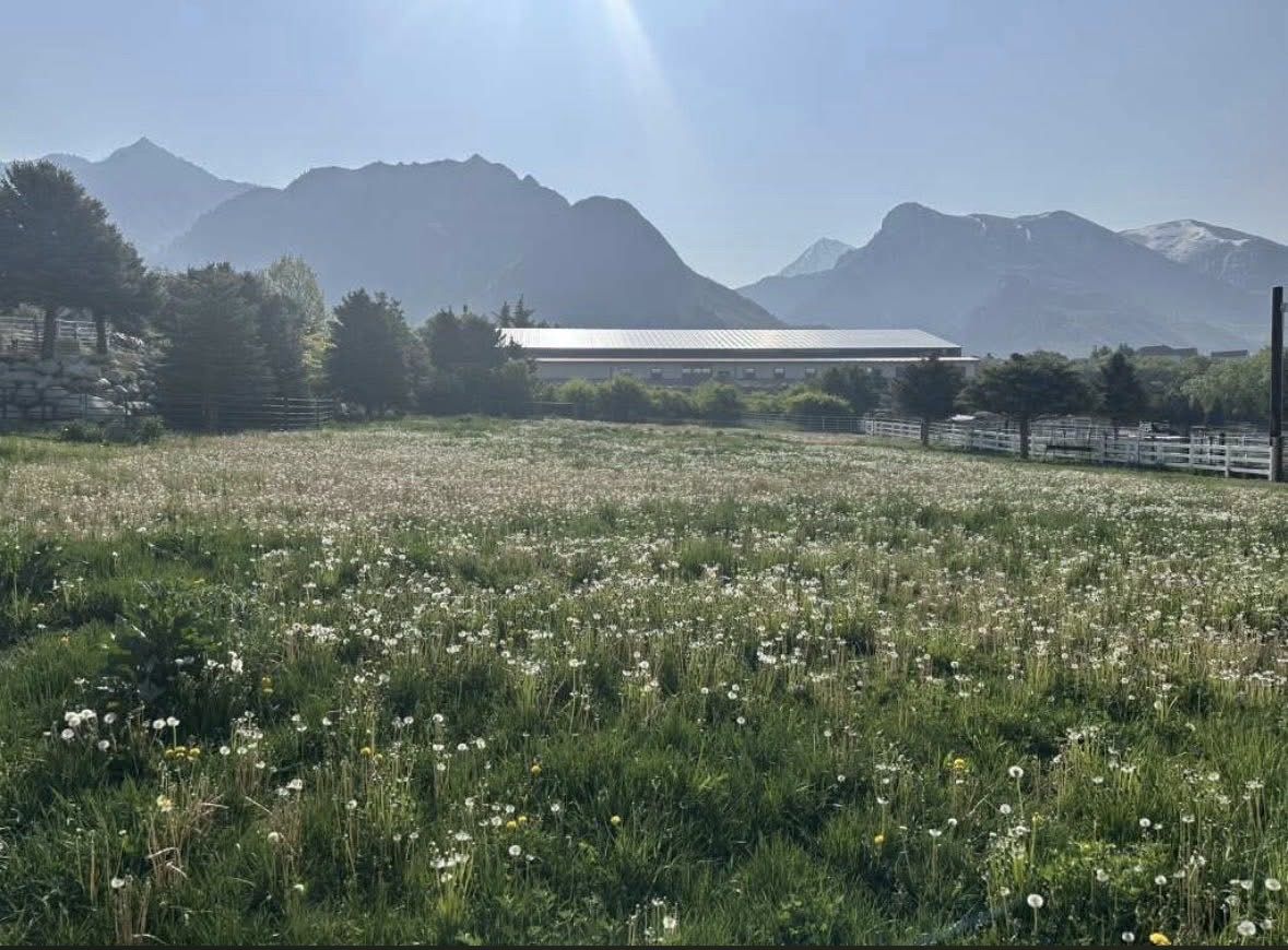 Premier horse boarding in alpine