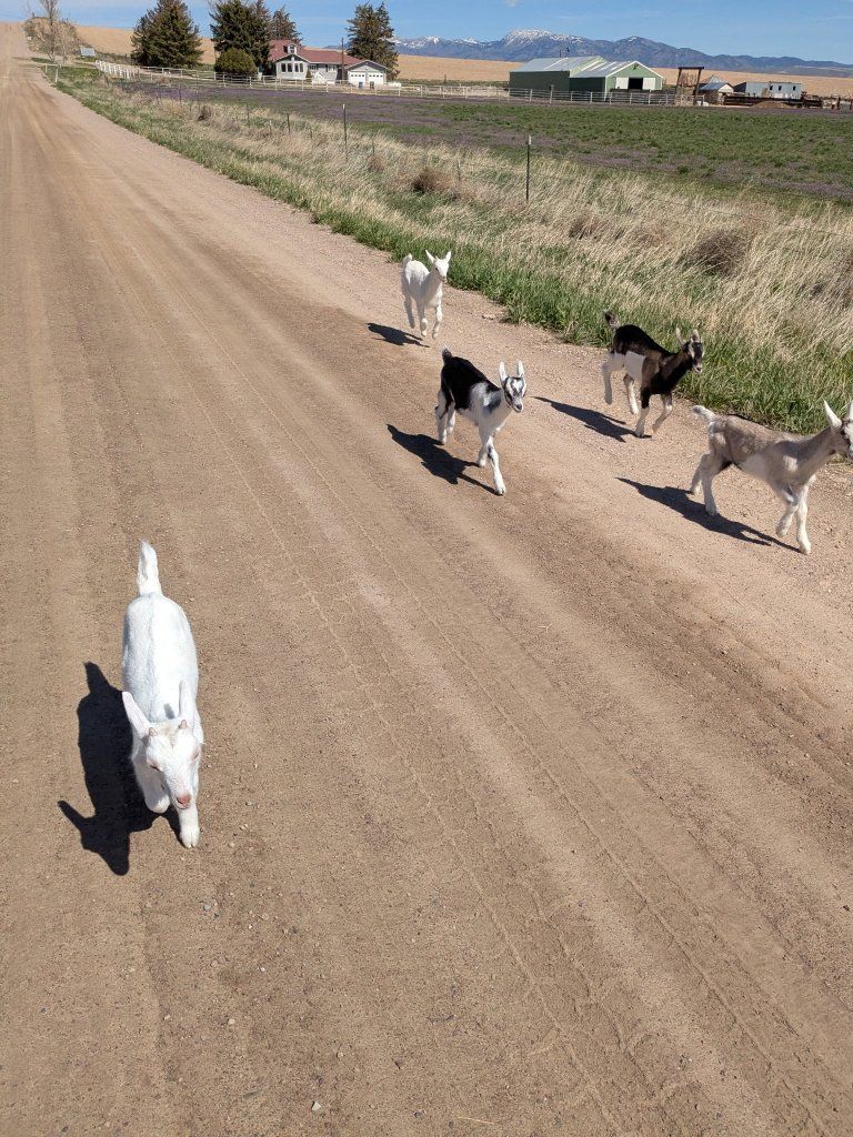 Bottle Fed Goats