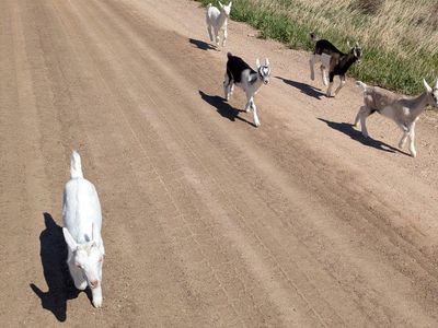 Bottle Fed Goats