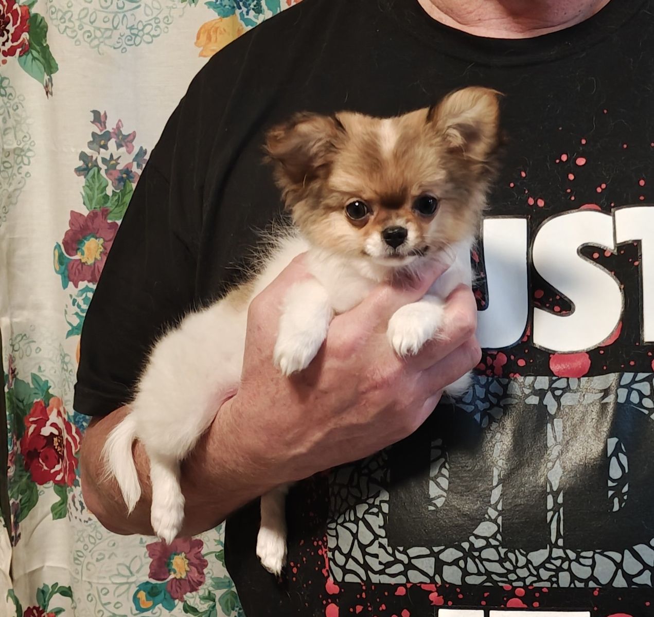Tiny Long Coat Chihuahua Puppy Champion lines