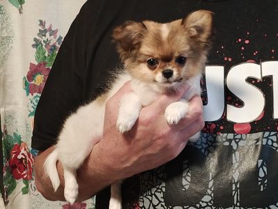 Tiny Long Coat Chihuahua Puppy Champion lines