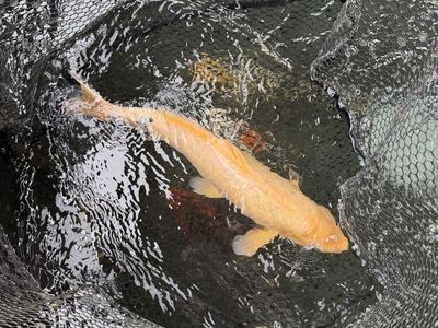Koi fish