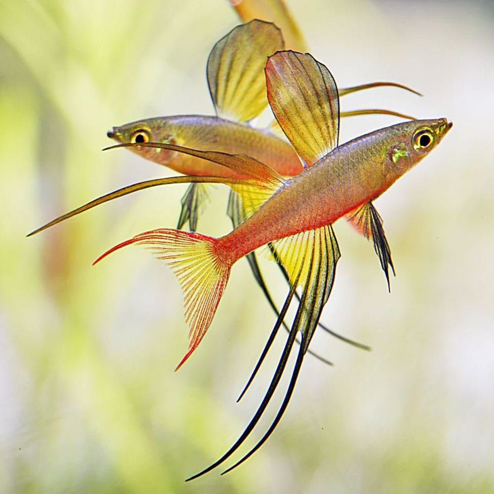 Threadfin Rainbow Fish