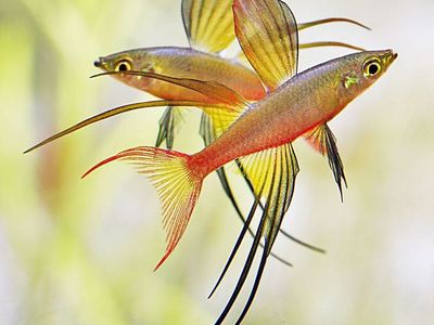 Threadfin Rainbow Fish
