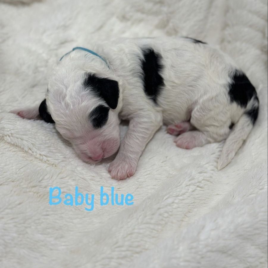 Adorable Doodle Puppies