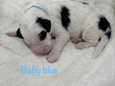 Adorable Doodle Puppies