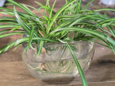 4 Spider Plant Babies Rooted in water