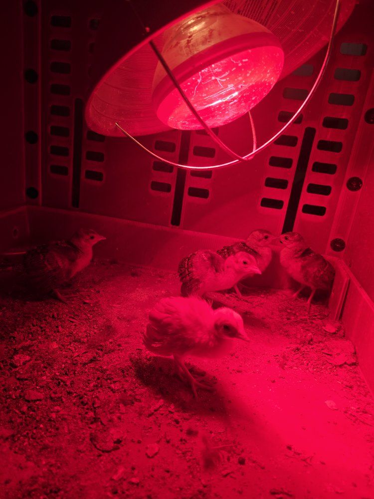 Peachicks, peafowl Hatchlings for Sale
