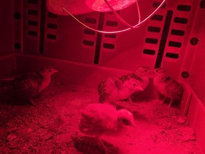 Peachicks, peafowl Hatchlings for Sale