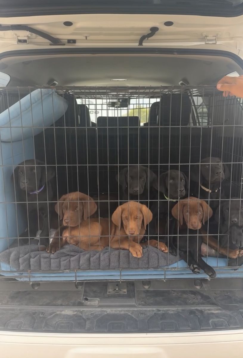 Labrador Puppies For Sale