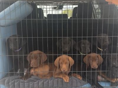 Labrador Puppies For Sale