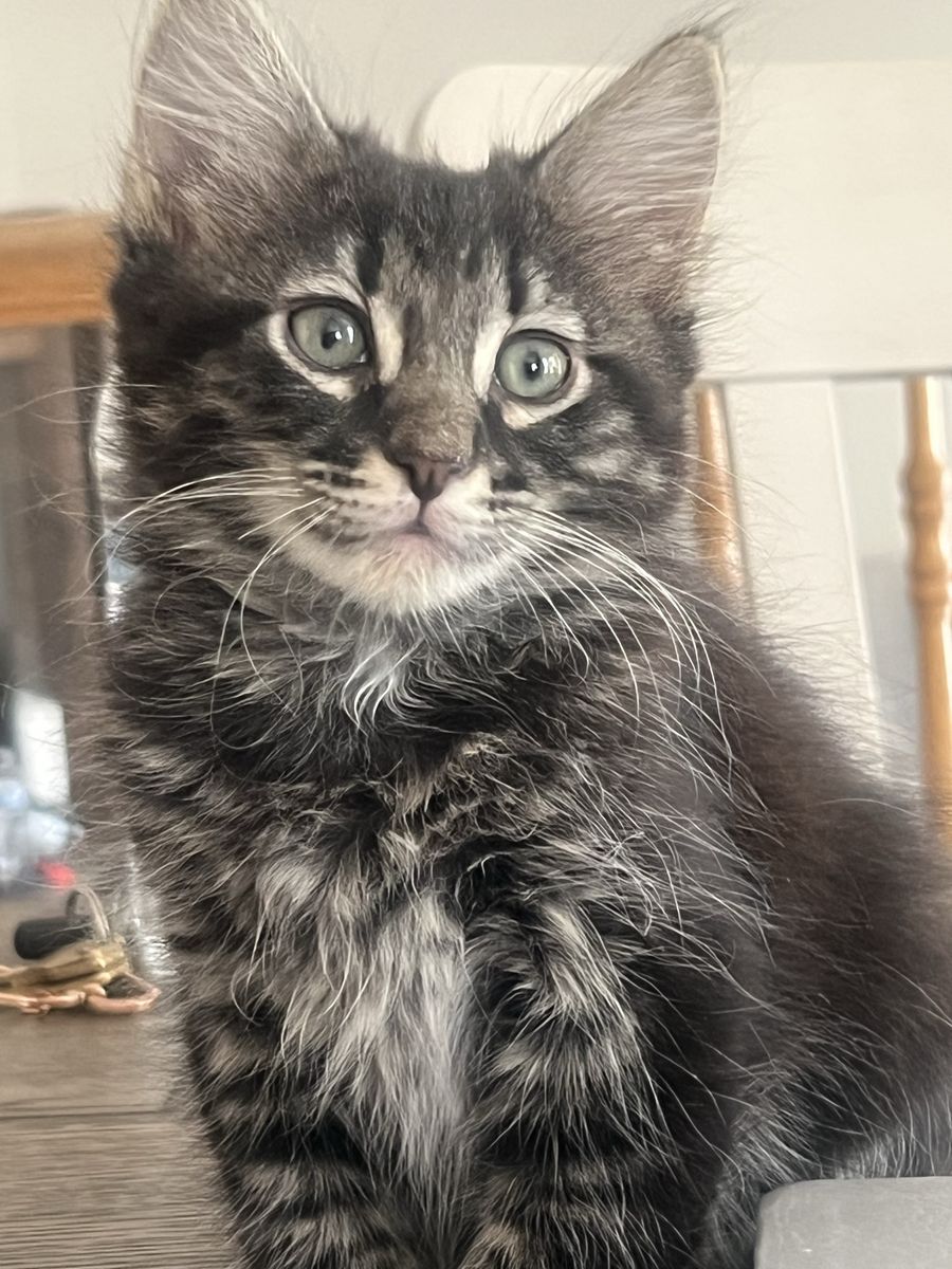 Purebred Siberian Kittens – Hypoallergenic