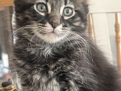 Purebred Siberian Kittens – Hypoallergenic