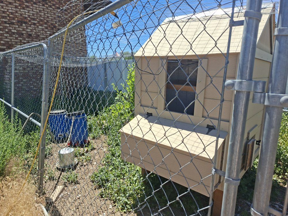 Chicken coop, run, residents, and all accessories