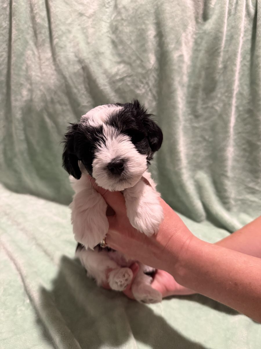 Purebred Schnauzer puppies