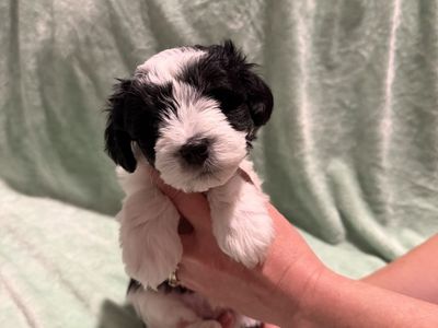 Purebred Schnauzer puppies