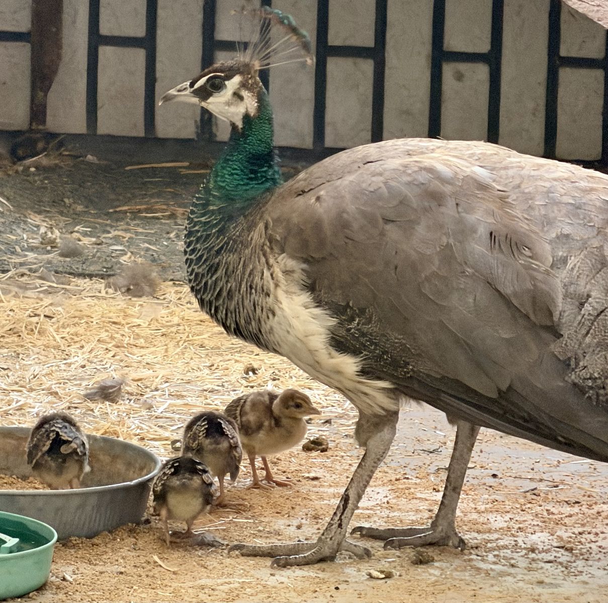 Peahen and 4 Chicks-Peacock Peafowil