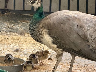 Peahen and 4 Chicks-Peacock Peafowil