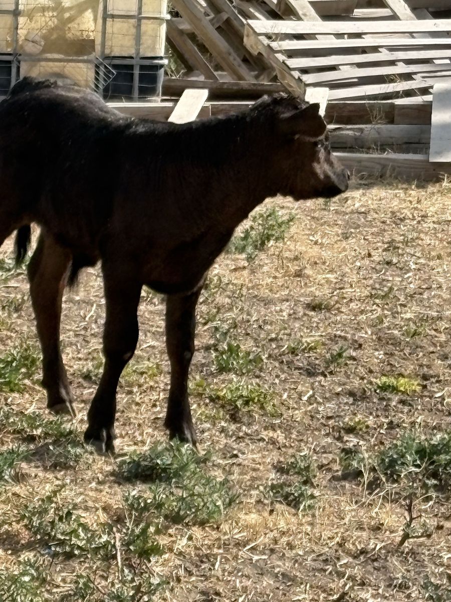 Calf For Sale - Black, Young Livestock