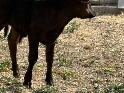 Calf For Sale - Black, Young Livestock